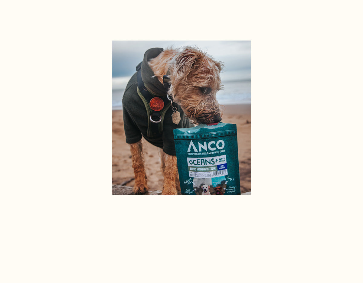 Anco Herring And Blueberry Buttons