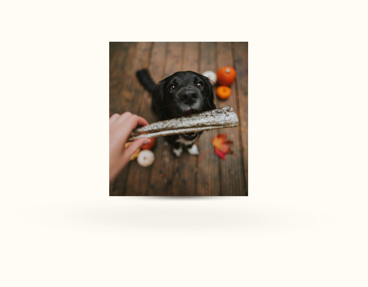 Anco Salmon Skin Roll