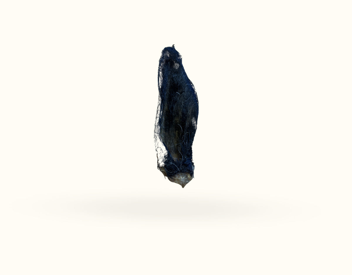 Goat Ear with Hair