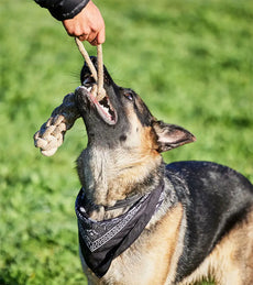 THE DOGS BUTCHER B2C