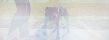 contact us THE DOGS BUTCHER B2C