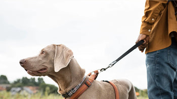 Real Food that Dogs were born to love