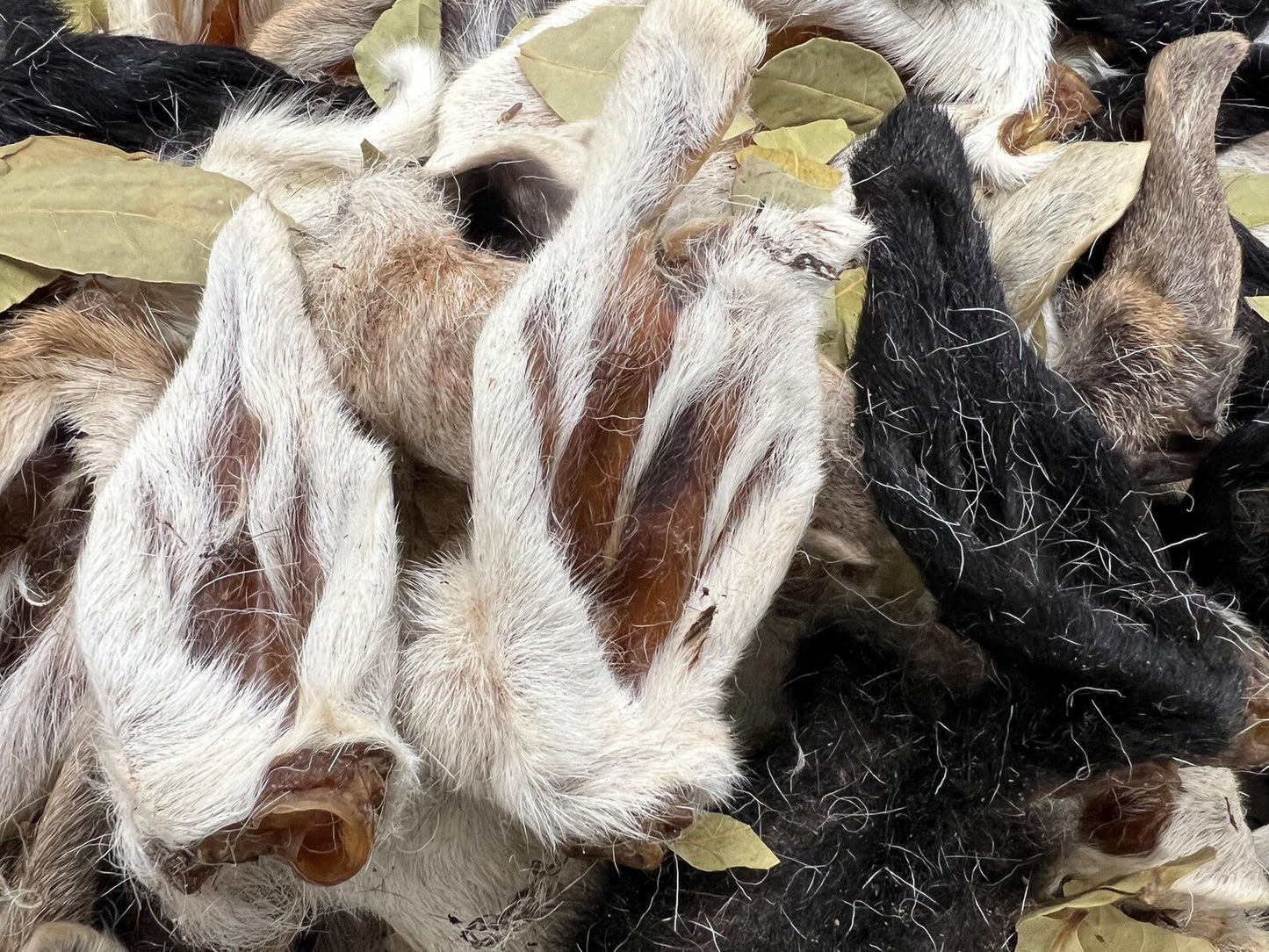 Hairy Lamb Ear