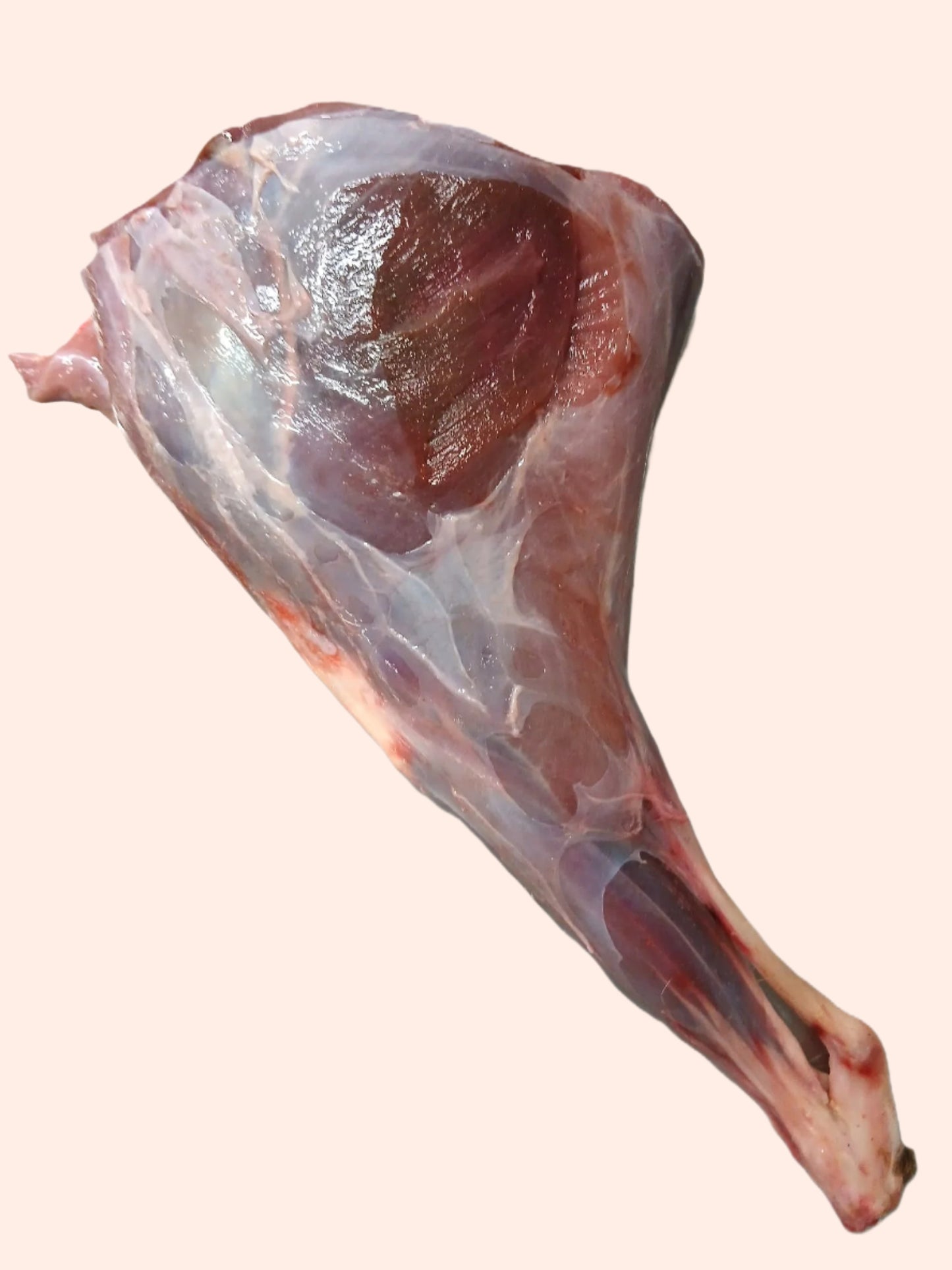 Muntjac Deer Meaty Hind Leg