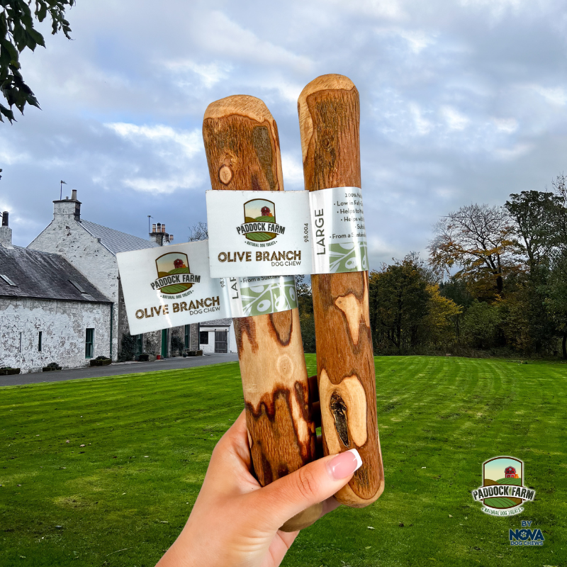 Olive Branch Large (220-450g)