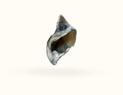 2 x Empty Cow Hooves