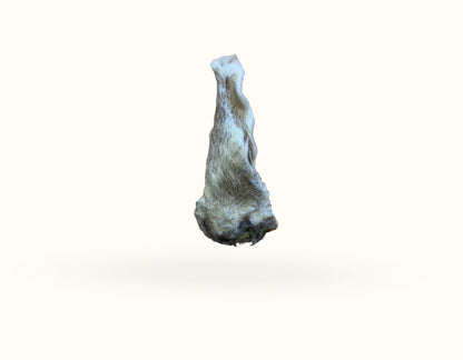 5 x Hairy Lamb Ears