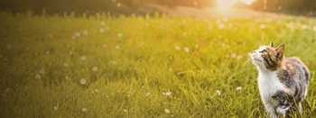 THE DOGS BUTCHER B2C THE DOGS BUTCHER B2C THE DOGS BUTCHER B2C