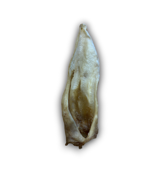 Goat Ear