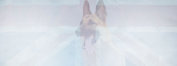 Terms and Conditions THE DOGS BUTCHER B2C