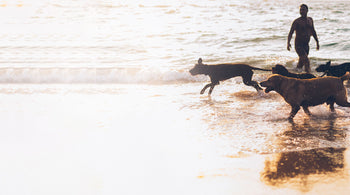 LIMITATION OF LIABILITY