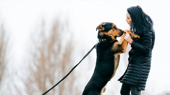 THE DOGS BUTCHER B2C