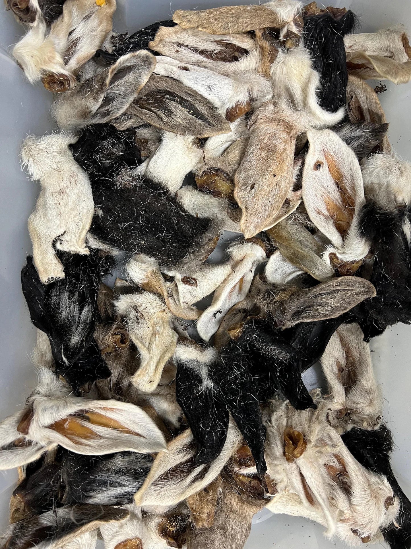 Hairy Lamb Ear
