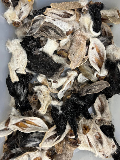 Hairy Lamb Ear