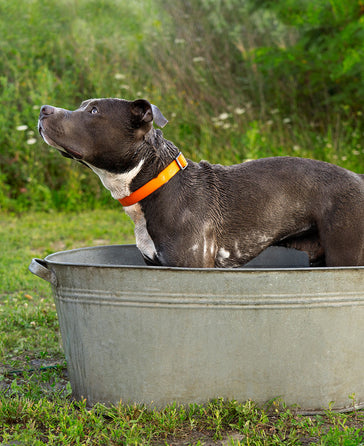 The Dogs Butcher