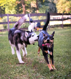 Monthly Van Delivery