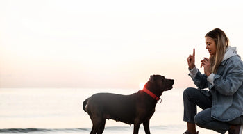 THE DOGS BUTCHER B2C