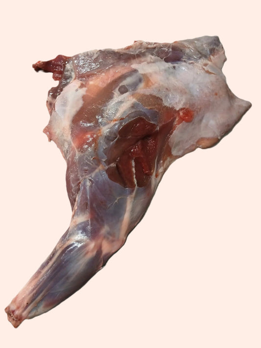 Muntjac Deer Meaty fore leg
