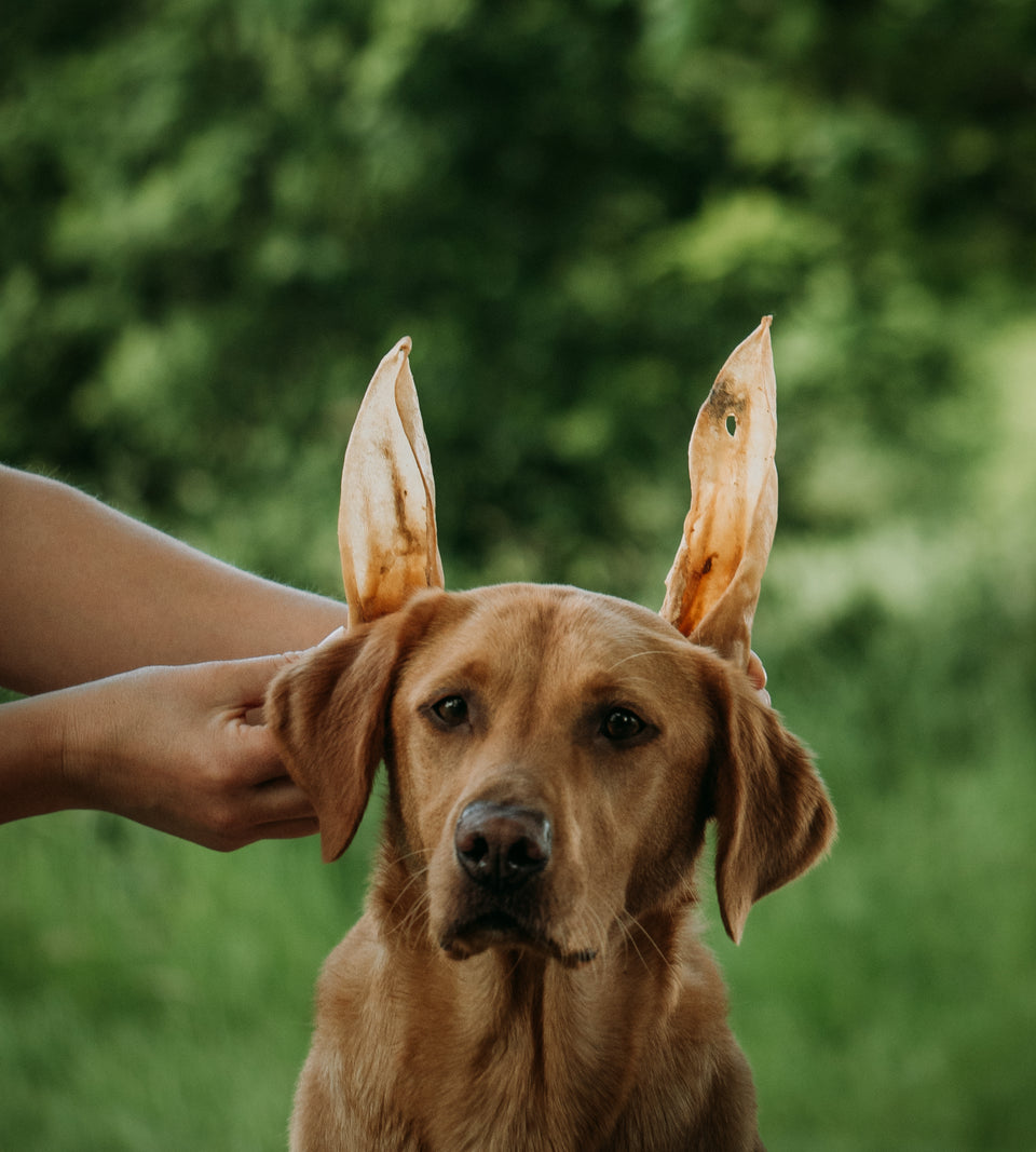 Goat Ear