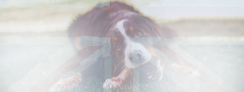 Raw Food THE DOGS BUTCHER B2C