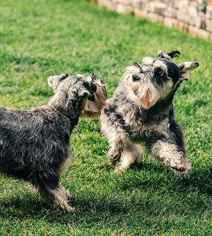 Puppy Feeding Guide