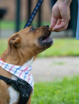 How to start if your dog has never been fed raw food before