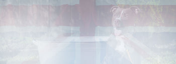stockist THE DOGS BUTCHER B2C