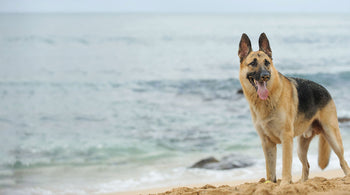 THE DOGS BUTCHER B2C