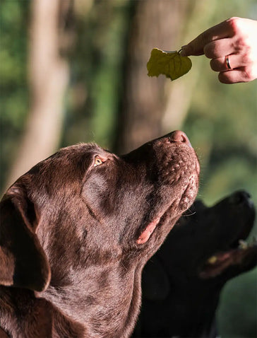 HAMPSHIRE ROUTE 2025 DELIVERY DATES AND ORDER DEADLINES