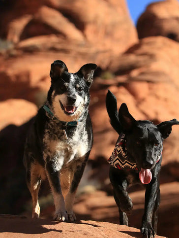 TORQUAY, PLYMOUTH,& EXETER ROUTE 2025 DELIVERY DATES AND ORDER DEADLINES